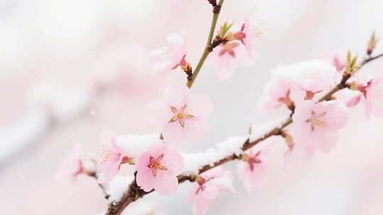 覆雪粉色桃花枝特写