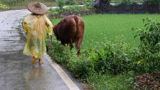 农村妇女下雨养牛放牛