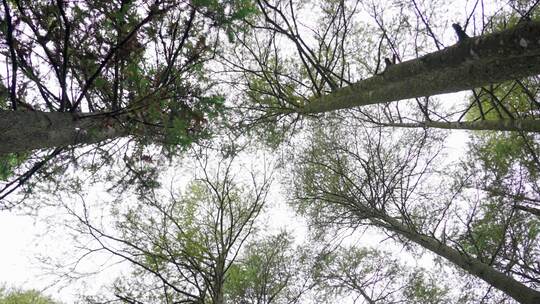 森林里树木向上生长苔藓树枝自然4K原创户外