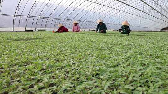 大雪节气菜农管理大棚西红柿苗浇水移苗