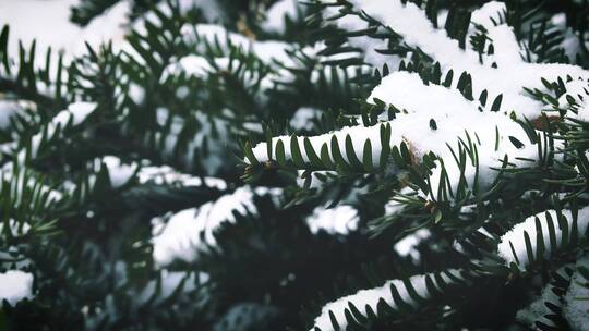 下雪雪花绿化带小区植被雨雪冬天风景