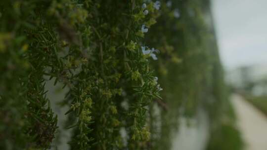 路径，外面，绿发，植物