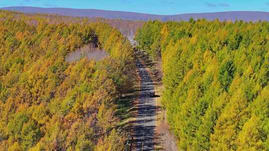 4k航拍内蒙古大兴安岭山中行驶的车辆