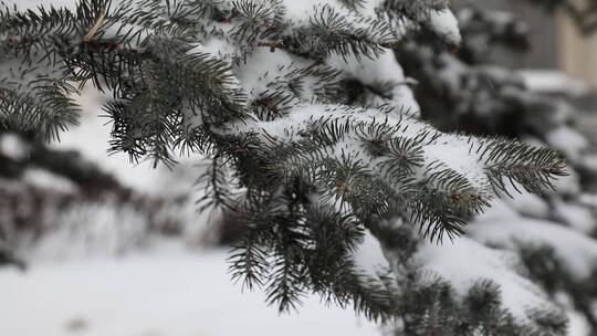 美丽的大自然冬天冰雪雪景特写