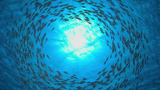 海底鱼群