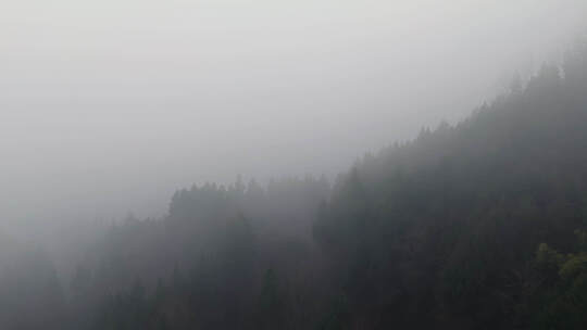 航拍朦胧清晨林雾