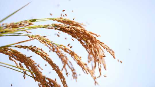 稻穗 稻子 水稻