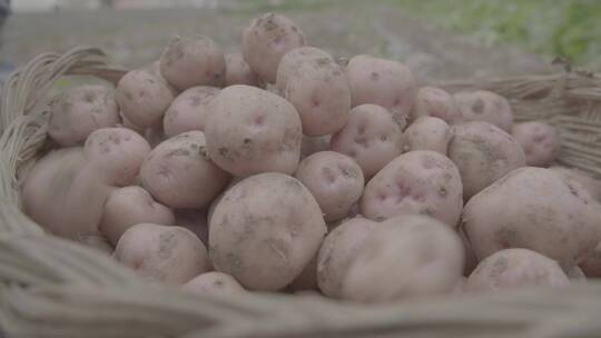 春天种植红土豆LOG视频素材视频素材模板下载
