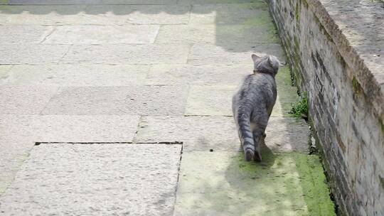 跳跃的猫咪