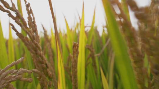 小麦水稻种植慢动作4K视频素材模板下载
