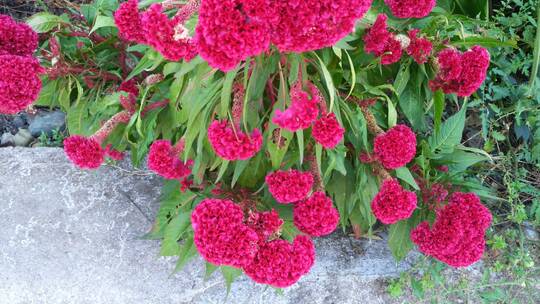 美丽的红色鸡冠花植物