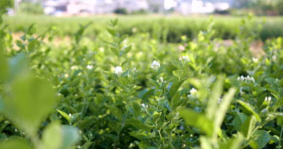 茉莉花，花地