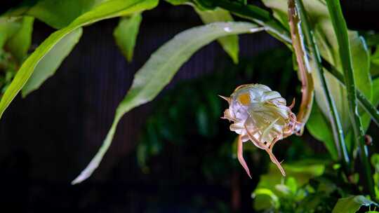 昙花昙花一现延时开花治愈解压4k摄影