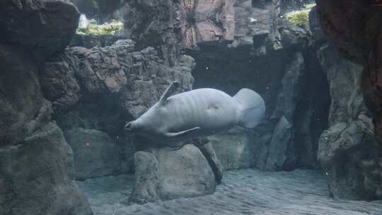 水族馆里的海牛