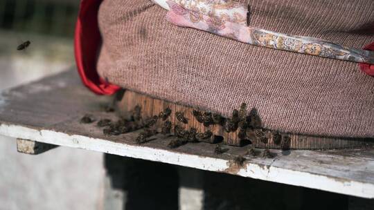 4k蜜蜂采蜜回巢特写素材