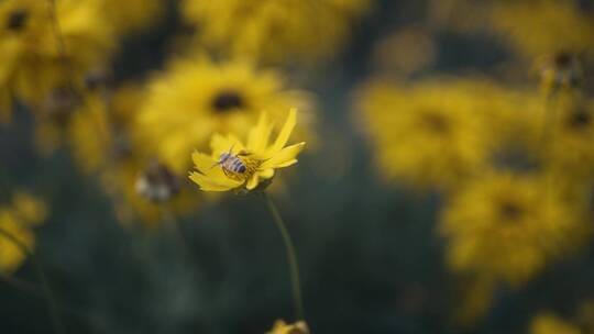 蜜蜂和花朵