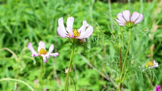 路边野花菊花