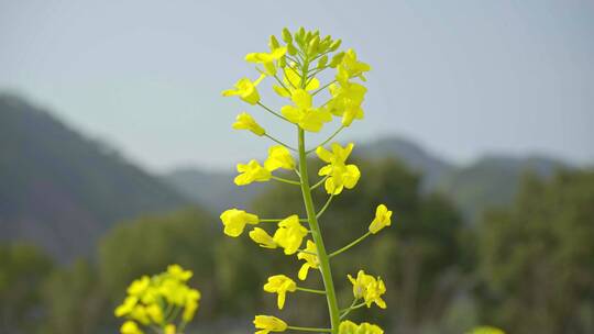 油菜花视频00986287