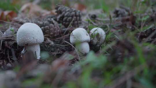 蘑菇科，蘑菇，森林，真菌