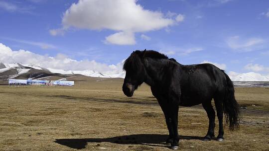 西藏旅游户外野马视频素材模板下载