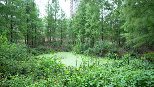 武汉江夏区藏龙岛国家湿地公园