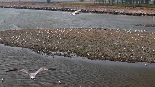 海鸥扇翅膀慢镜头飞行空镜头环境保护栖息地