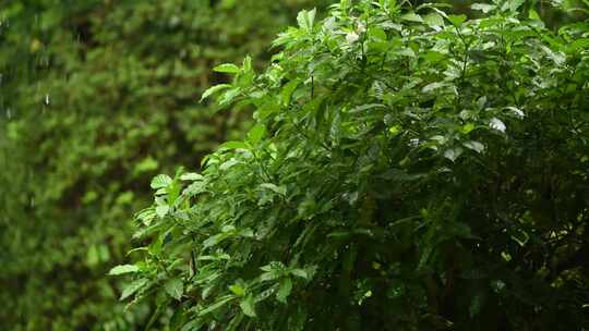 暴雨天森林中的绿色植物