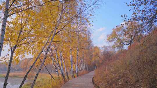 秋天晨光中的金色桦树林木桥