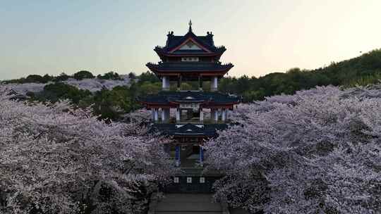 江苏 无锡 太湖 鼋头渚樱花 春天 旅游