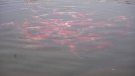 长安公园湖边一群金鱼和鸭子水中游动嬉戏2
