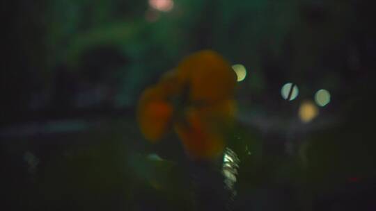 治愈清新唯美意境植物森林日系TVC短片