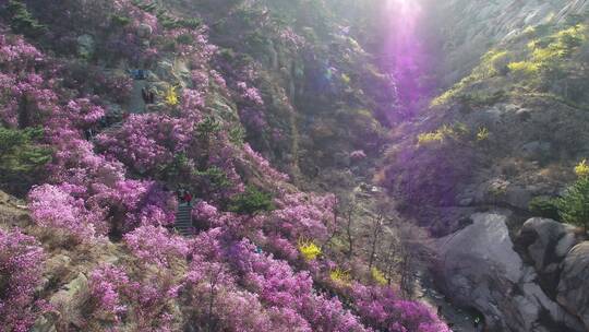 航拍大珠山杜鹃花开