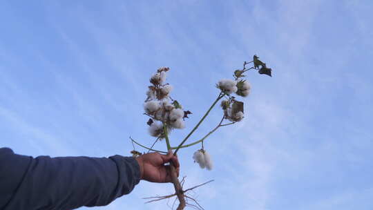 新疆棉花素材