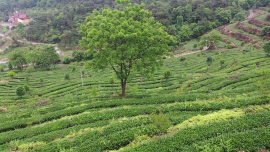 安溪茶园茶山航拍梯田绿色风景自然生态