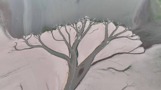 航拍大地之树生命之树奇景奇观枯水鄱阳湖