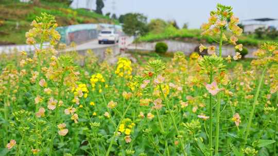 油菜花春天油菜花海油菜花田菜花花海