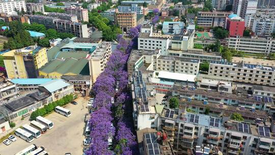 云南昆明蓝花楹街道城市航拍