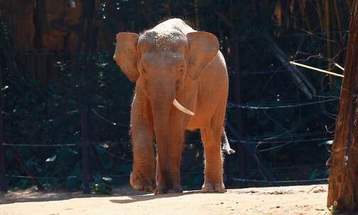 动物园大象扇着大耳长鼻子散步行走