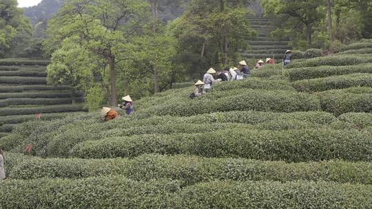 茶茶叶红茶艺采茶泡茶红茶山春茶道茶园农业