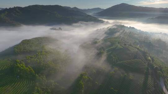 云雾中的茶山日出