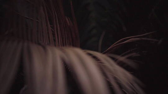 植物森林治愈雨水唯美意境清新自然