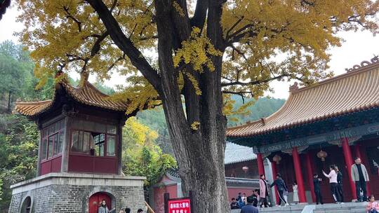 济南淌豆寺千年古银杏树