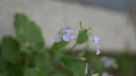 花花草草