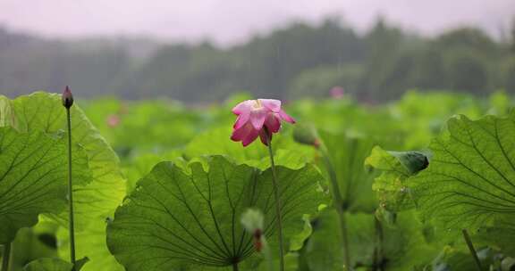 杭州西湖下雨天的荷花