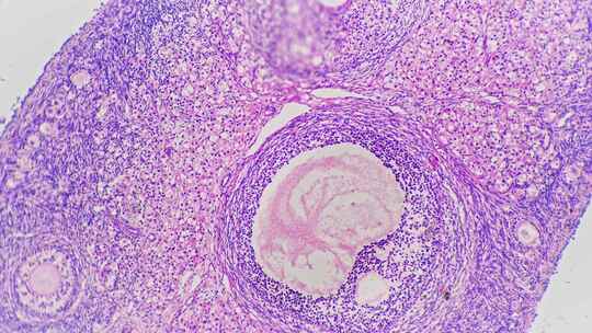 卵巢切片在光显微照片下放大40倍对着亮视