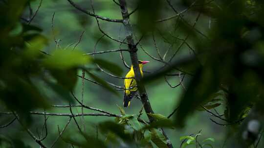 绿叶丛中黄鹂鸟鸣叫