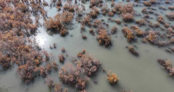 赤金峡水库湿地胡杨航拍