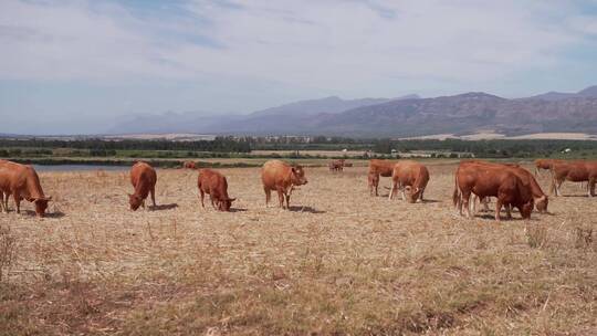 牧场上的一群牛在吃草视频素材模板下载