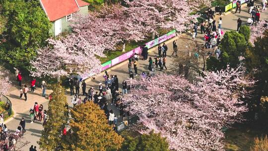 青岛中山公园樱花航拍