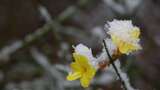 春天雪中的迎春花空境升格高清在线视频素材下载